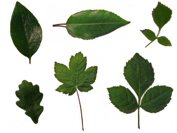 The design of different leaves